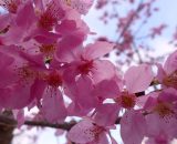 Ramo d'albero in fiore (&copy;pixabay.com)