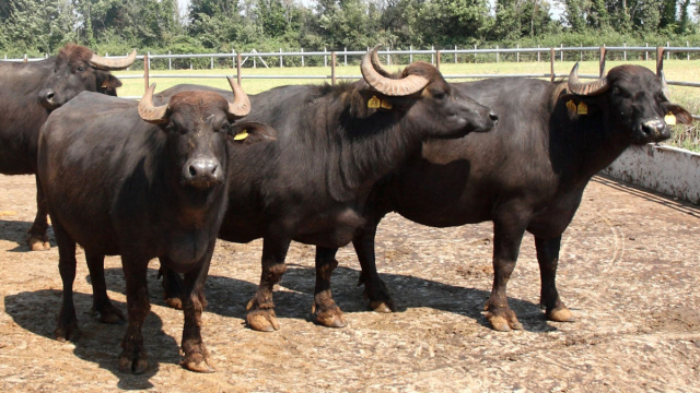 Delle bufale &copy; Creative Commons