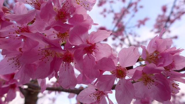 Ramo d'albero in fiore (&copy;pixabay.com)