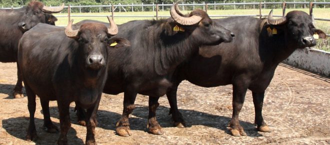 Sanremo: 250 bufale ascoltano i brani in gara