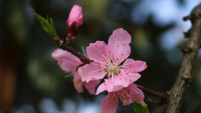 Fiori di pesco sul ramo &copy; Pixabay