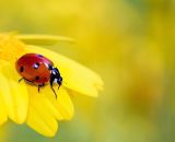 Coccinella poggiata su un girasole (&copy;pixabay.com)