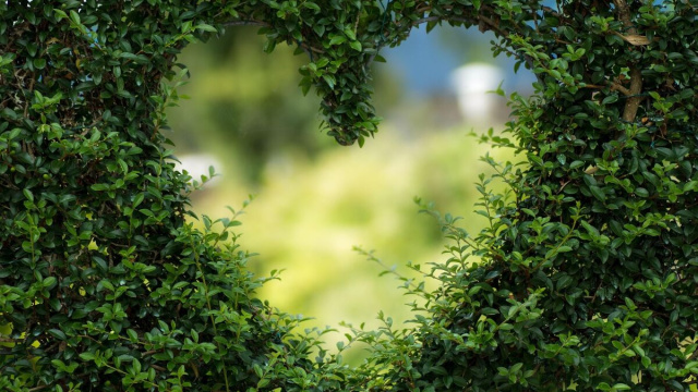 Siepe a forma di cuore (&copy;pixabay.com)