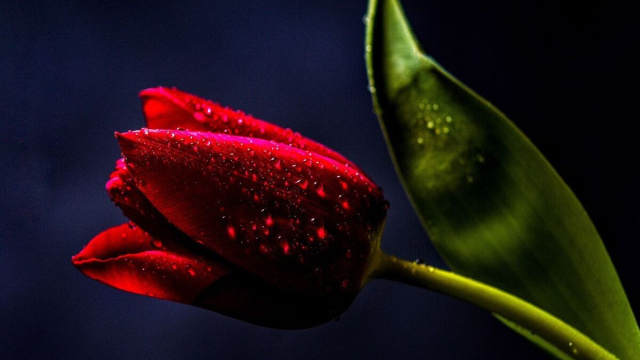 Un tulipano rosso (&copy;pixabay.com)