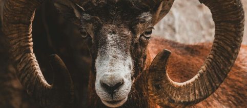 L'oroscopo dei consigli del 6/02: l'Ariete deve fidarsi dell’istinto