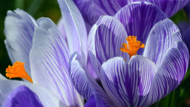 Dei fiori colorati (&copy;pixabay.com)