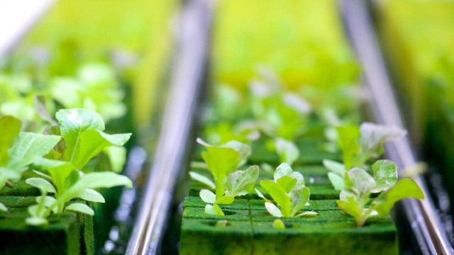 Piantine, Foto di iamareri da Pixabay