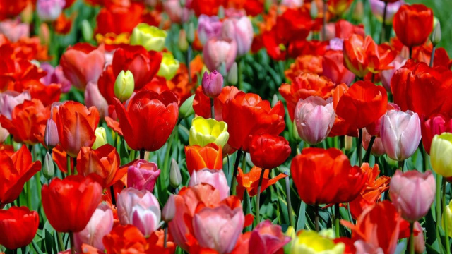 Tulipani rossi e rosa- &copy; Pexels