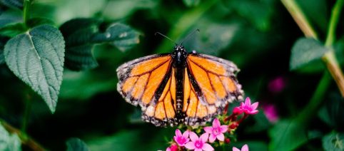 L'oroscopo di giovedì 19/3: dubbi amorosi per il segno della Bilancia