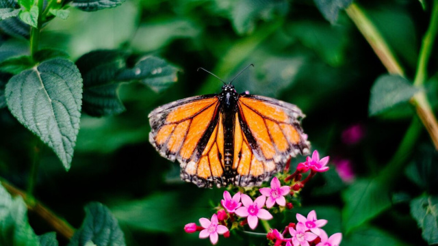Farfalla poggiata su un fiore (&copy;pixabay.com)