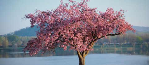 Oroscopo primavera e classifica stagionale: rinascita per Cancro, Pesci sul podio