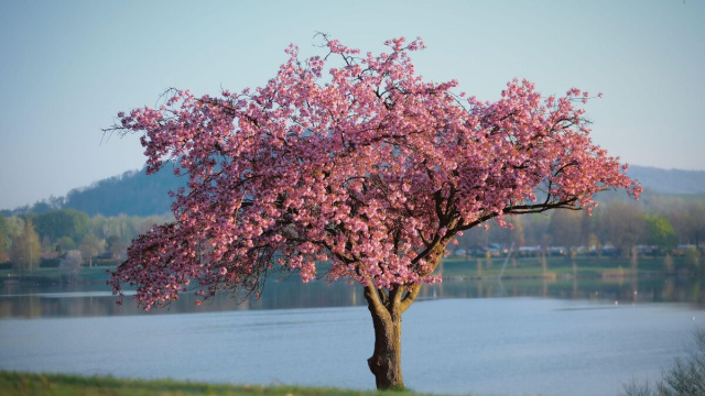 Albero di ciliegio in fiore &copy; Pixabay