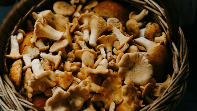 Pasta con funghi e pancetta, ottima. Foto pexels.com@