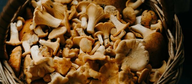 Bucatini funghi, pancetta e pomodorini secchi un primo piatto da provare