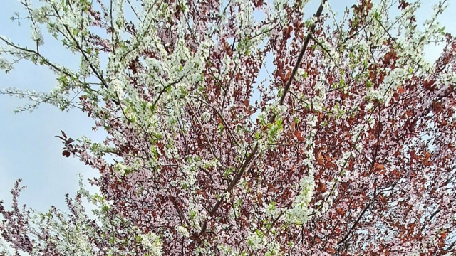 Alberi in fiore-&copy; Katia Di Luna