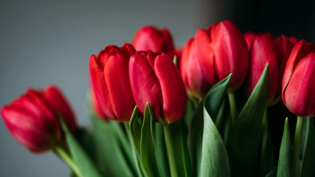 Primo piano di tulipani rossi- &copy; Pexels