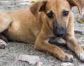 Pescara, veterinari accusati di sopprimere cani: chiesti due anni