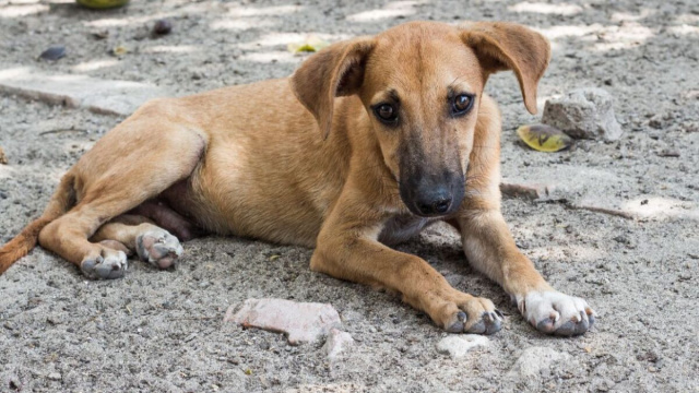 La foto di un cane (da pixabay).