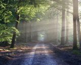 Viale di alberi verdi (&copy;pixabay.com)