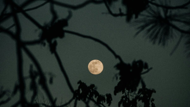 Luna piena che si scorge tra i rami- &copy;Pexels