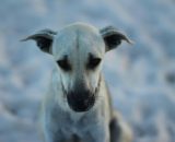 L'immagine di un cane (foto da Pixabay).