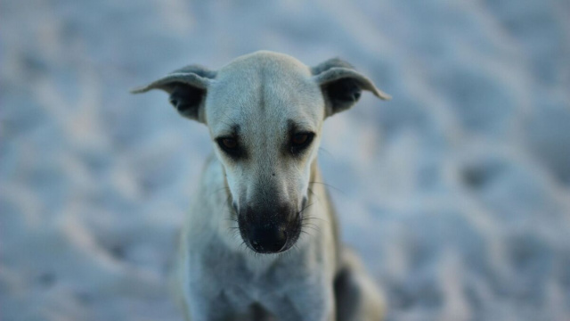 L'immagine di un cane (foto da Pixabay).
