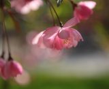 Fioritura di begonie rosa &copy; Pixabay.