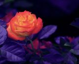 Rosa con foglie viola su sfondo nero - pixabay.com