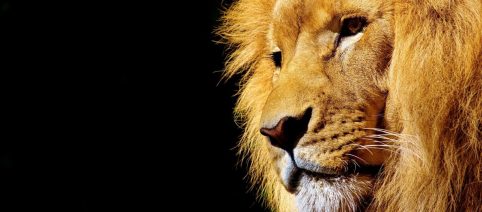 L'oroscopo del 28 marzo e le pagelle, lavoro e soldi: voto 7,5 al Leone