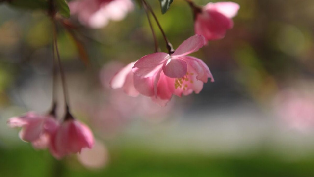 Fioritura di begonie rosa &copy; Pixabay.