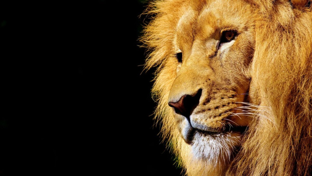 Oroscopo segno del Leone &copy; Pixabay