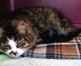 Bellina, la gattina finita nella tagliola dei bracconieri