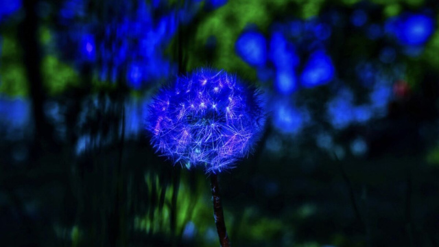 Fiore blu con verde sullo sfondo - pixabay.com