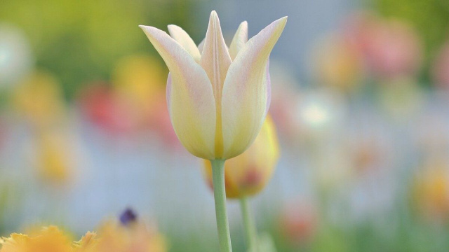 Tulipano giallo di aprile &copy; Pixabay.