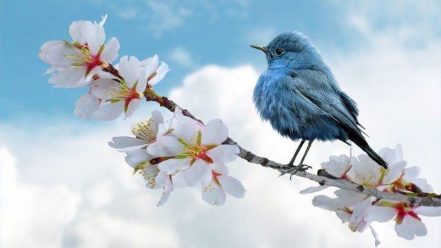 Volatile poggiato su un ramo d'albero (&copy;pixabay.com)