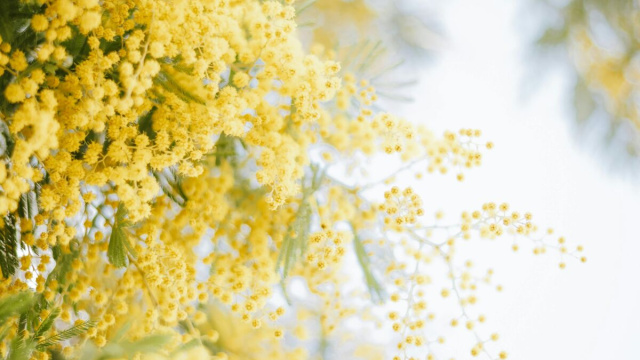 Rami di mimosa per festa della donna- &copy;Pexels