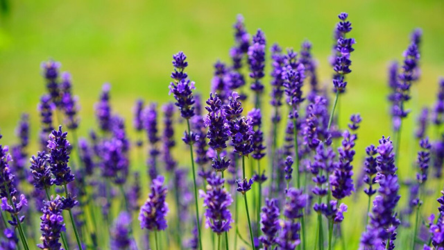 Campo di lavande viole &copy; Pixabay