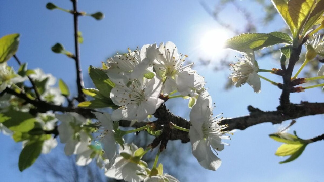 Ramo d'albero in fiore (&copy;pixabay.com)