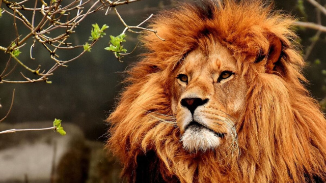 Oroscopo segno del Leone &copy; Pixabay