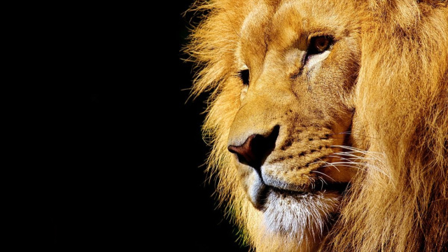Oroscopo segno zodiacale del Leone &copy; Pixabay.