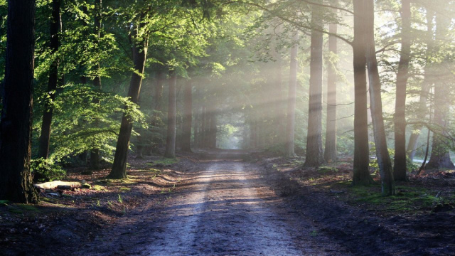 Sentiero tra alberi (&copy;pixabay.com)