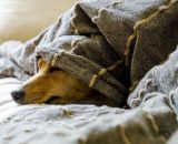 Cane che dorme beatamente sotto le coperte &copy; Pixabay.