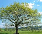 Albero verde primaverile &copy; Pixabay