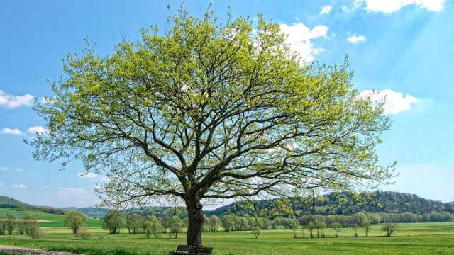 Albero verde primaverile &copy; Pixabay