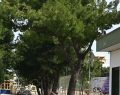 Puglia, due vittime del vento: morta 12enne colpita da un albero