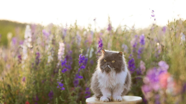 Gatto Reba Spike e sullo sfondo fiori viola &copy; Pixabay.