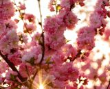 Fioriture primaverili di maggio &copy; Pixabay.