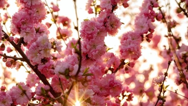 Fioriture primaverili di maggio &copy; Pixabay.