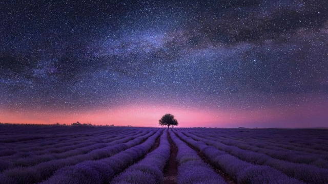 Campo di lavanda sotto un cielo stellato - pixabay.com