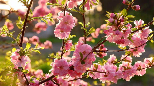 Fioritura di maggio colore rosa &copy; Pixabay